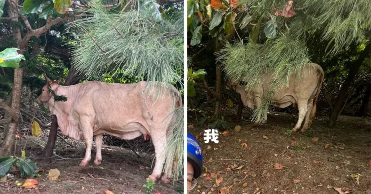 前往鴛鴦窟的路上偶遇的牛