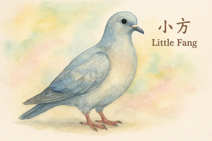 真的是放小方的鴿子😅