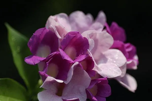 明明美得不可方物，卻有個違和的蒜味，就像有著奇特體味的美人。