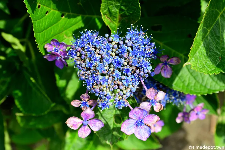 等公車的時候恰好看到心型的花穗