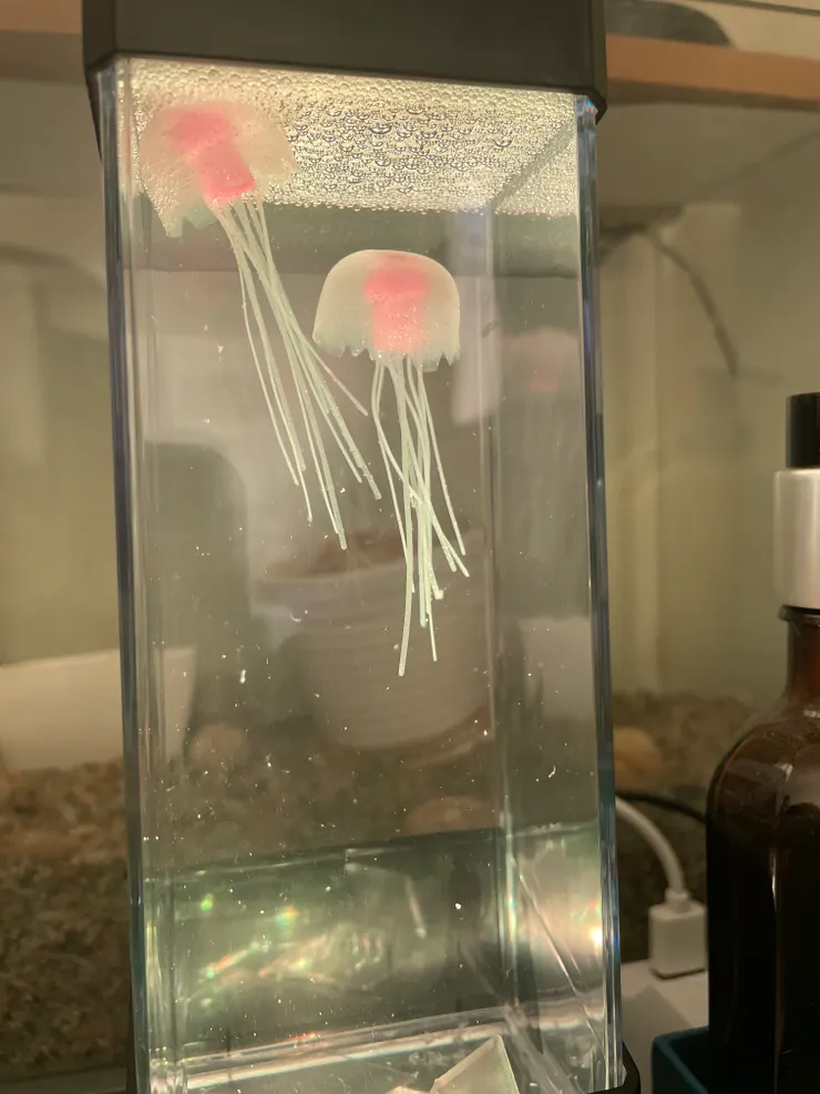 白色! 可以看到水母裡面的顏色