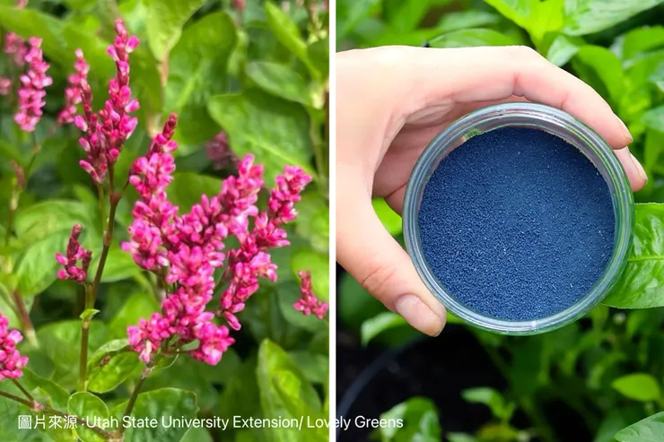 蓼藍（Japanese indigo）可以提取靛藍色
