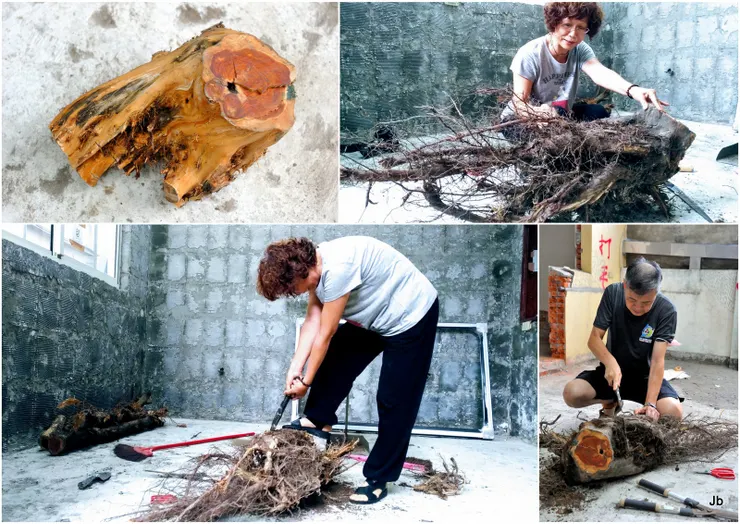 老媽一心只關注柏木切片，為了順應她，又生出許多枝節。此為2022/5/14，我與老婆整理老柏的樹頭，好給老媽切片，左上為最後成果，但她要的當然不止這個。