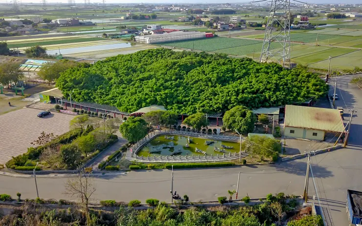 三千多坪大榕樹(圖片截圖於網路)