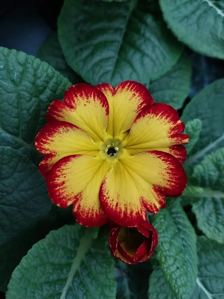 紅黃雙色報春花Primula malacoides