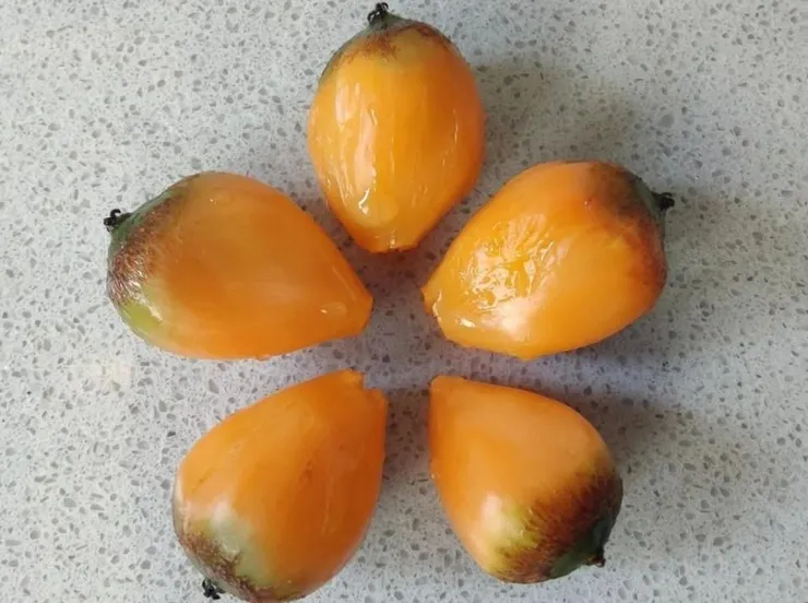 香花棕Allagoptera arenaria