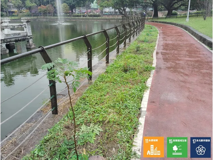 另岸由拱橋下新植至此的欒樹苗,間隔有序地種在岸邊步道旁,這也算是種青公種源的自產自用了吧
