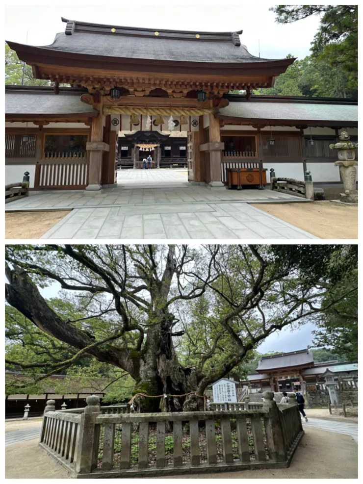 大山祇神社與大楠樹