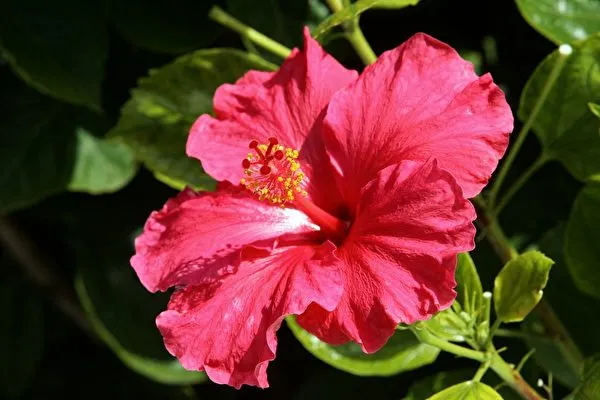 木槿花Hibiscus syriacus