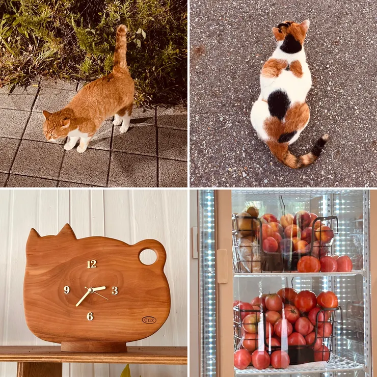 1-2 散步時遇到的兩隻街貓，已經見過好幾次了，分別位在不同地方，但都非常親人，很愛撒嬌！／3 貓咪造型木頭時鐘，來自我最愛的咖啡館／4 學校附近咖啡館進了好多顏色鮮美的水果