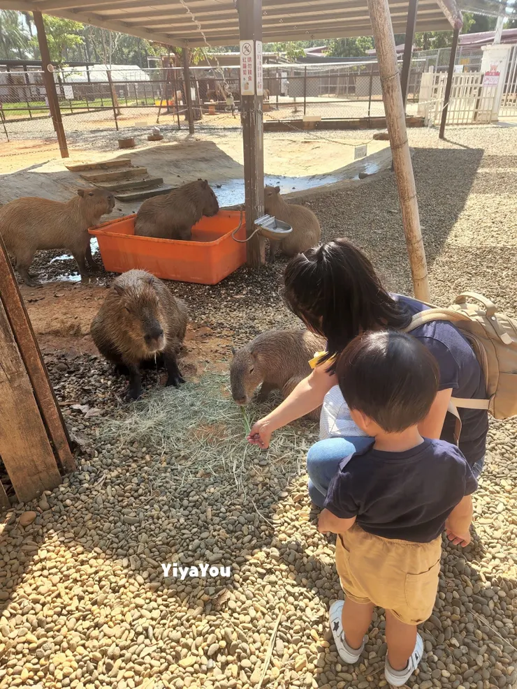 孩子剛開始會害怕，示範幾次給他看後就主動要求自己餵了，也因此多認識了一些單字及動物。