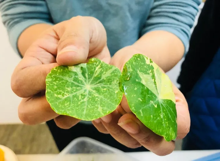 外來種金蓮花得名，是來自田田翠挺的葉子，有如小荷(蓮)葉。