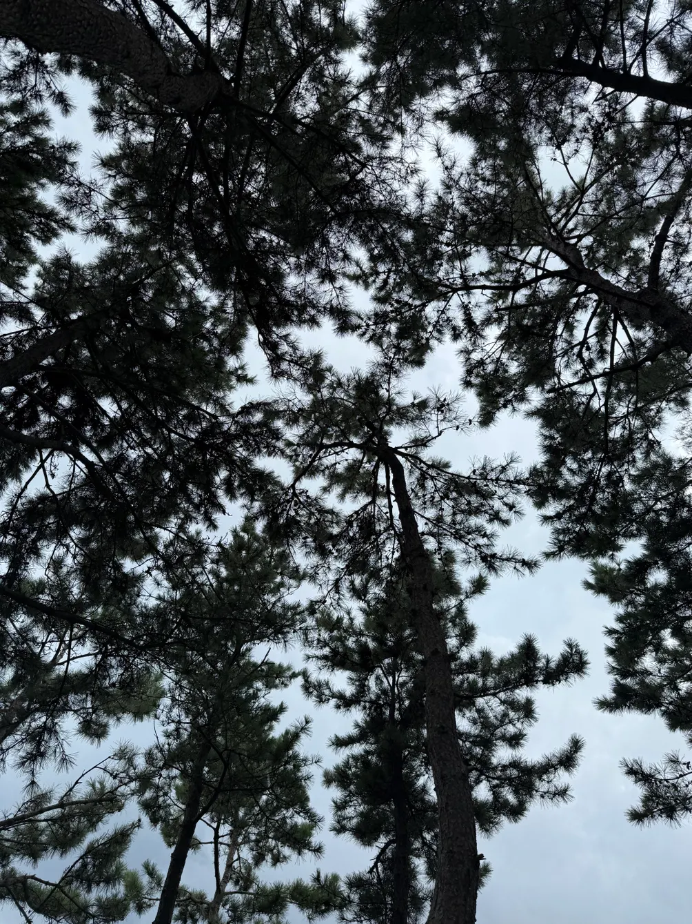  追心4L♡ ♡ ♡ ♡