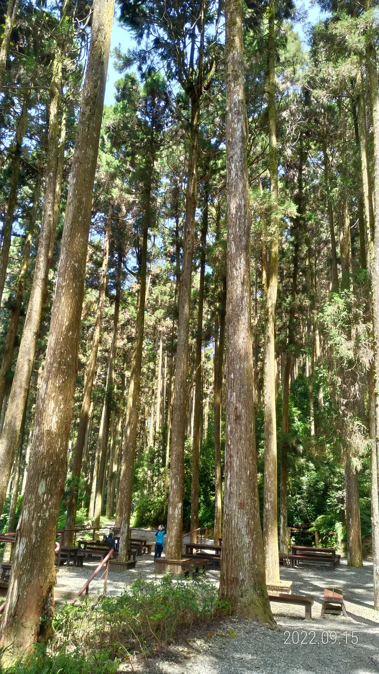 心事點滴向山坡走去，自拍攝，藤枝森林