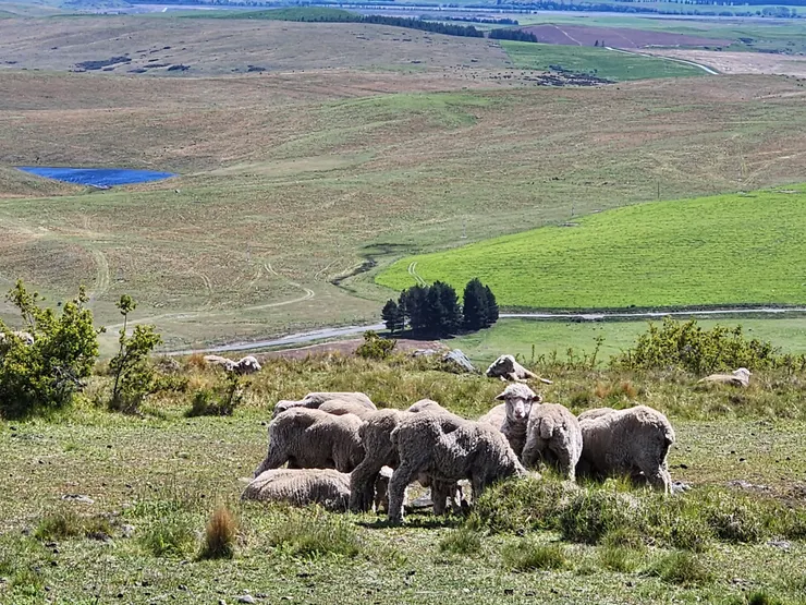 下山的路上還見到吃草的羊群