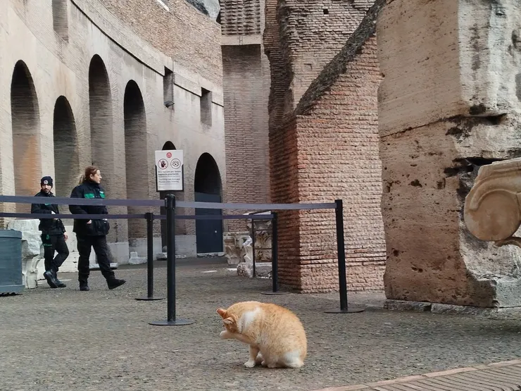 羅馬競技場可愛的貓貓，恍惚間有種「晉代衣冠成古丘」之感啊。