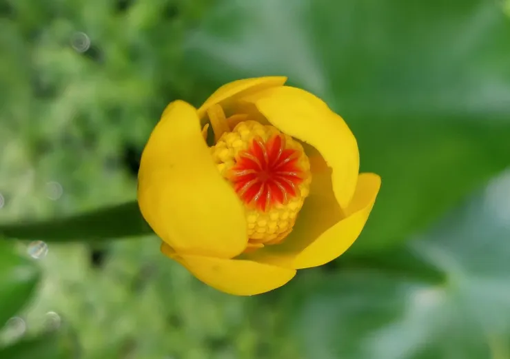 台灣萍蓬草,有著鮮紅的花柱,ㄧ花兩色看來很吸睛,被譽為最美的萍蓬草。如今因為土地過度開發,已是瀕危台灣特有種水生植物。