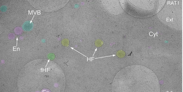 半融合體（HF）。圖片取自期刊