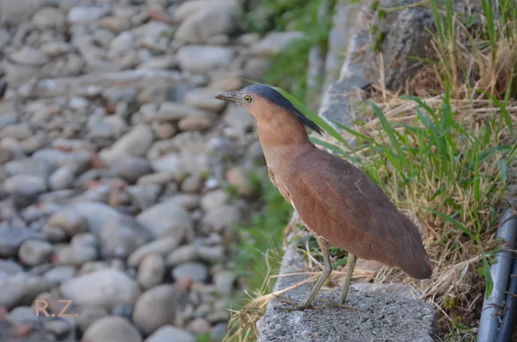 等等,我想一想。  ([陳傳義]拍攝)