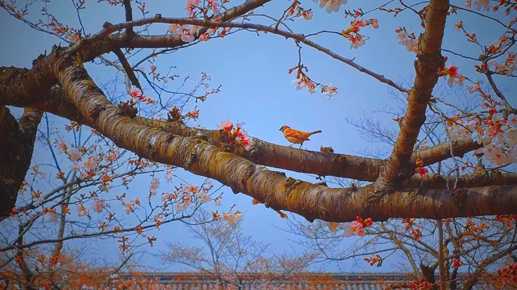 姬路城麻雀賞櫻。（攝影／陳宜彣）