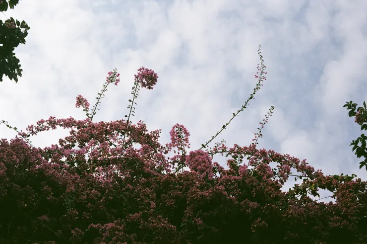 九重葛盛開的模樣