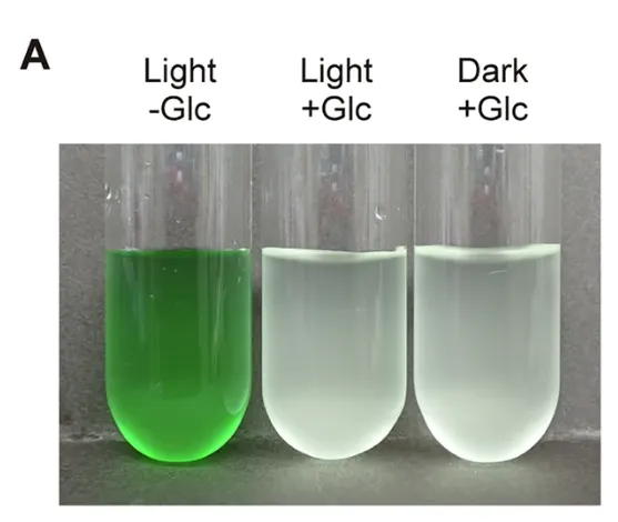 有葡萄糖的時候，不管有光沒光，紅藻都不進行光合作用了！圖片取自期刊