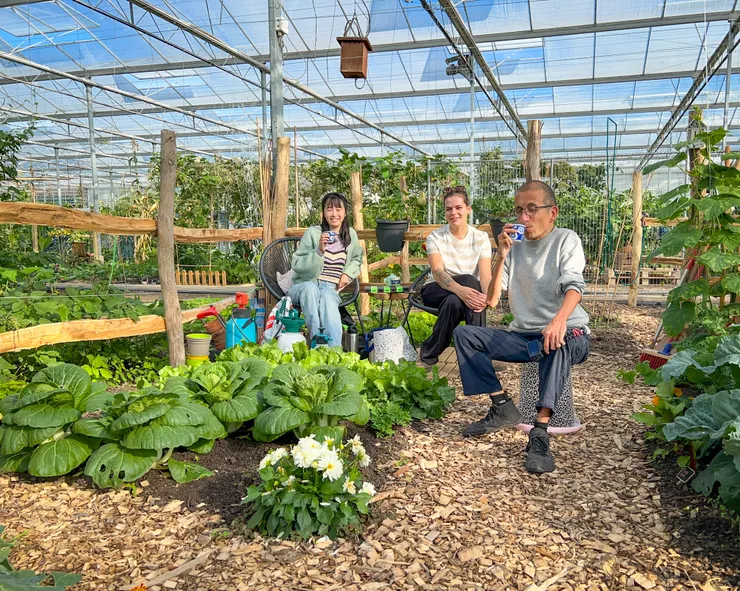 參觀朋友的溫室菜園,她送我一個好大的高麗菜,可是蟲多到洗不完,我不敢吃。