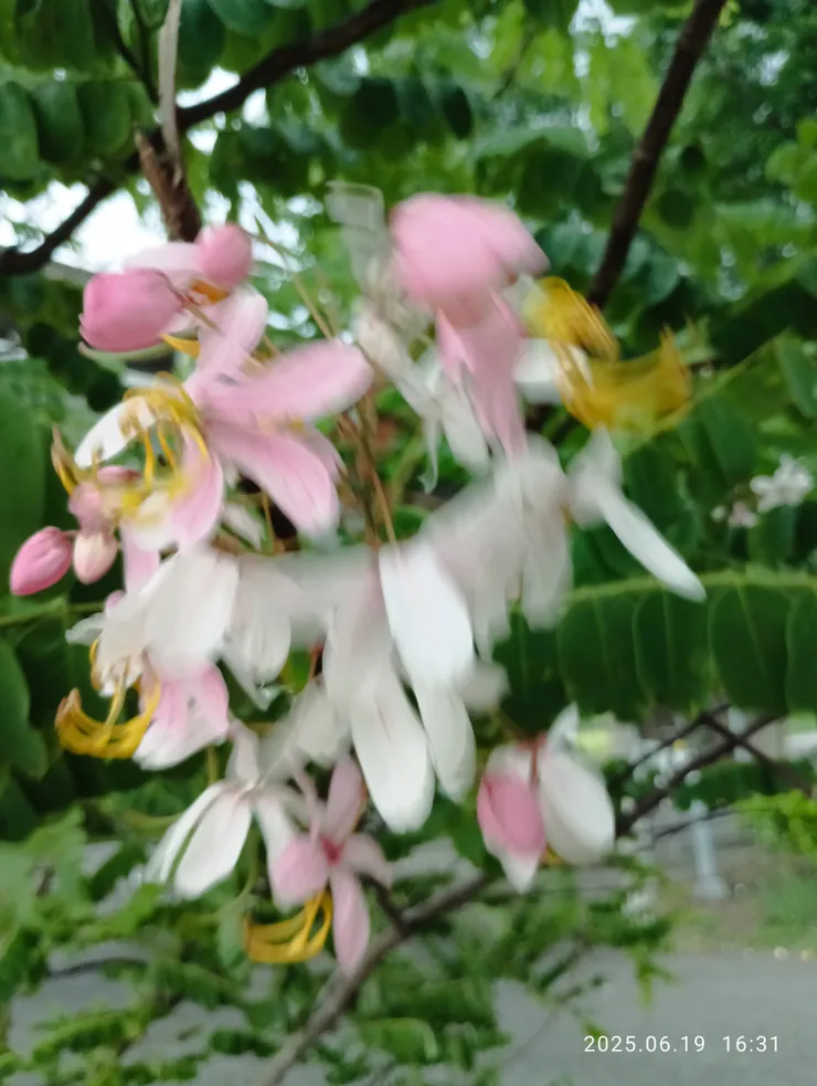 風雨交加中拍攝的“爪哇旃娜”，花期往年五月開，這株，等我來見她吧！