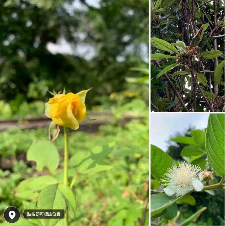 玫瑰、枇杷與芭樂花