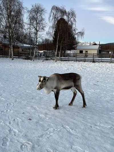 也是有像他一樣沒有角的馴鹿,不過就沒有這麼激進,食物都被大隻的搶走了