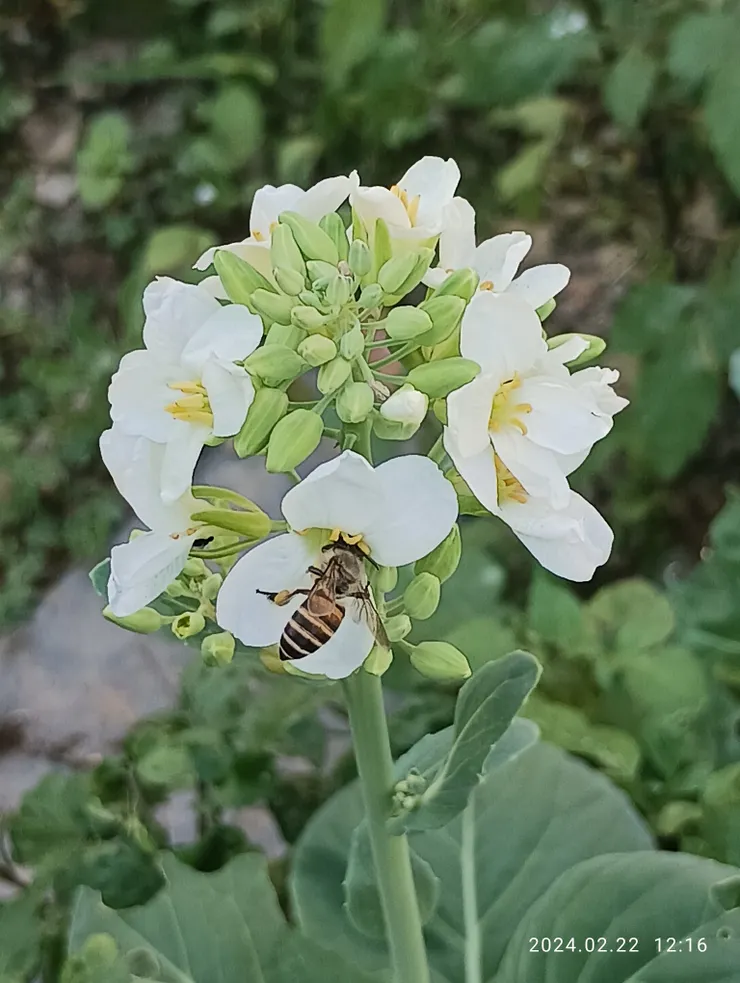 芥藍菜花與蜂