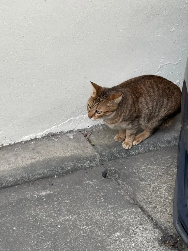 2025/12/22 牆角的貓
