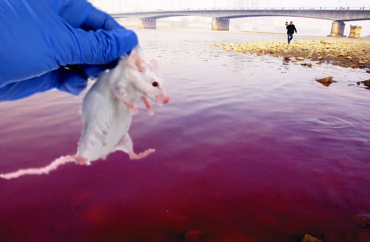 圖九 自身為小白鼠