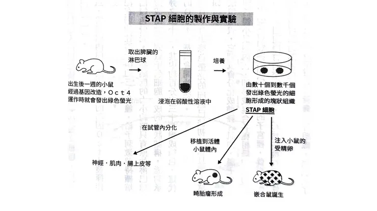 STAP 細胞研究（截自《造假的科學家》）