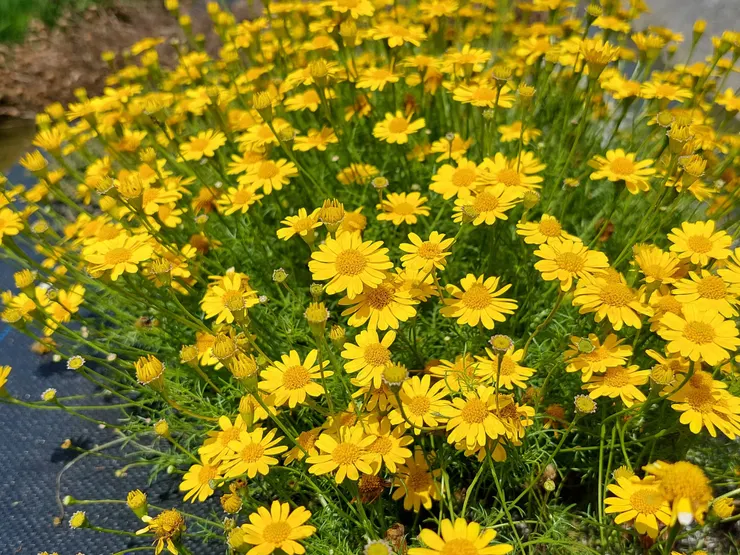 春夏之際的田野，常可看到田野一叢叢可愛而燦爛奪目的小菊花——金毛菊