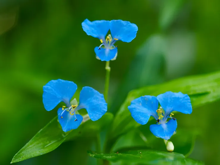 竹仔菜、節節草、竹節菜；攝於台南南化鈺鼎步道，台灣全島常見於海拔 1,100 公尺以下潮濕地區http://kplant.biodiv.tw/竹仔菜/竹仔菜.htm