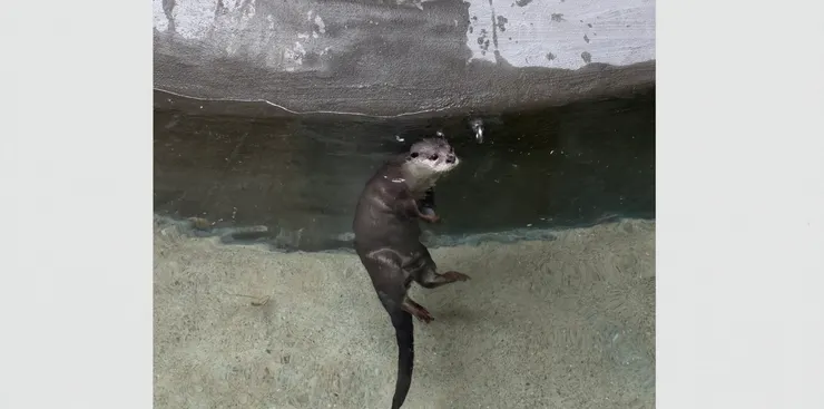 喜歡小水獺,現在每隔一段時間都會去看看他們