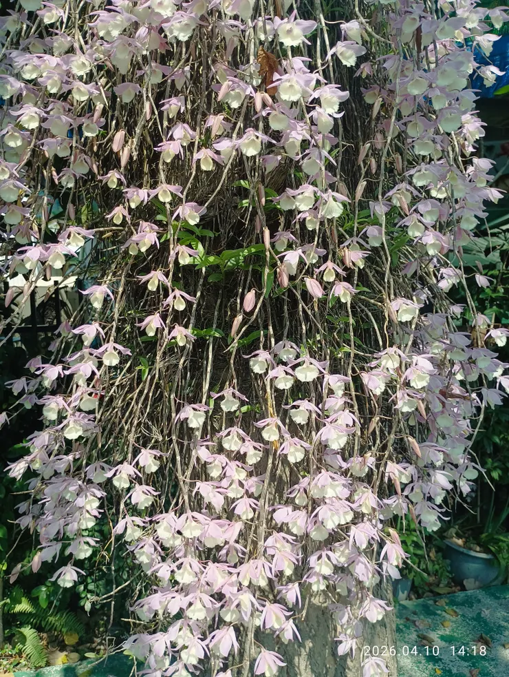 樹聽石斛花語瀑