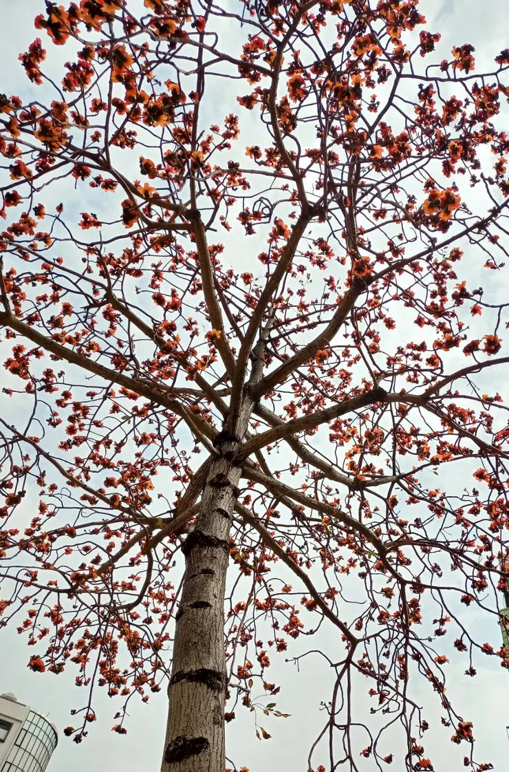 開滿花的英雄樹