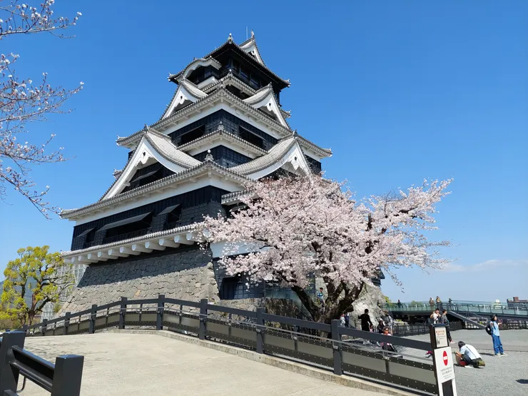 大天守與櫻花