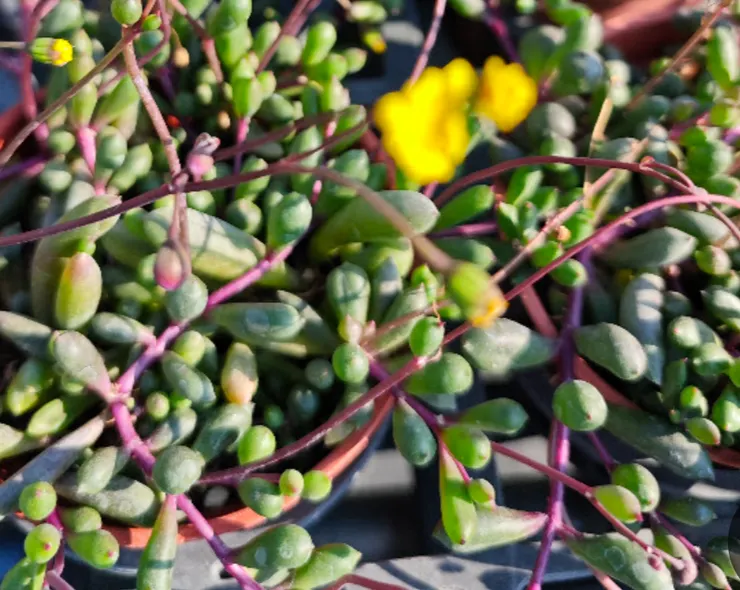 開小黃花的「弔蘭」,原來是個「爬藤選手」