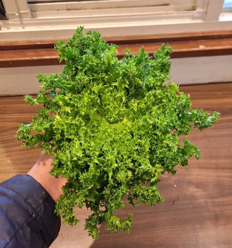 現採的綠火焰萵苣，是做生菜沙啦的好食材