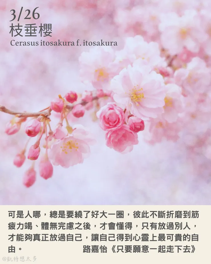 枝垂櫻×路嘉怡《只要願意一起走下去》