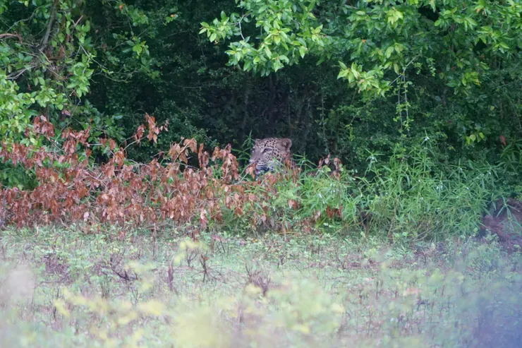 看到一眼已經心足