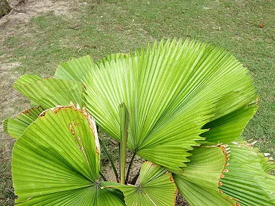 src