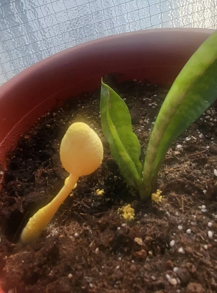 黃鬼傘和虎尾蘭作伴