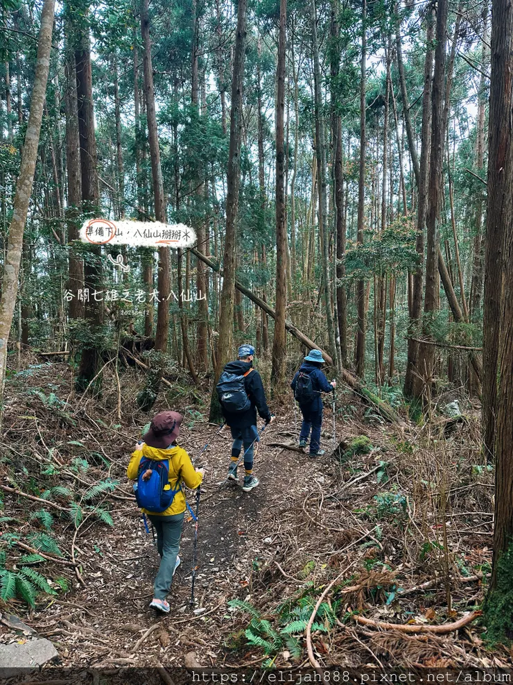 【谷關健行/住宿】谷關七雄老大。海拔2366公尺八仙山主峰。