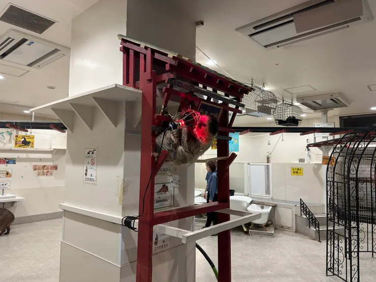 車站附近的動物咖啡廳,滿多動物的,其中樹懶抱著保暖燈最可愛