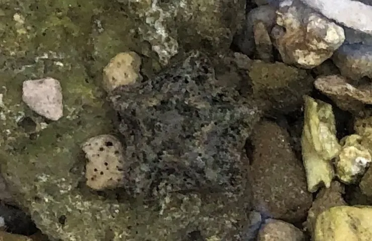 擬淺盤步海燕（海星的一種）