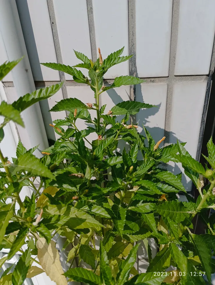 家門庭棣棠花，也大奇，怎麼早起她已開，今正午拍她怎也不知她何時萎凋~花與愛情，我與她~怎地錯綜複雜如似”回映”